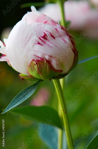 macro peony bud