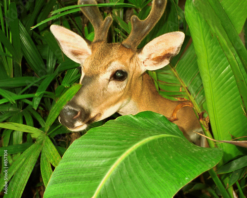 little deer