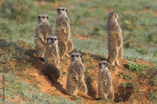 meerkat family
