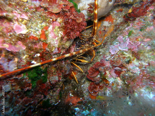 langouste