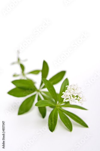 waldmeister photo