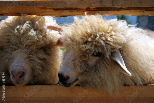 Obraz na płótnie sheeps w salonie