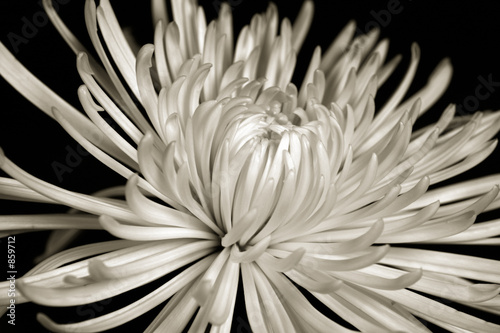 sepia chrysanthemum