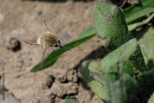 wollschweber photo