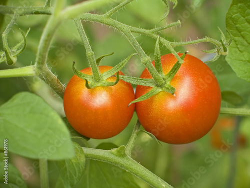 cherry tomatoes