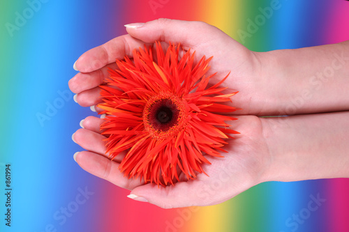 hands holding an orange gerbera photo