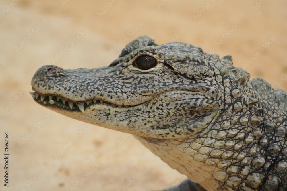 croco