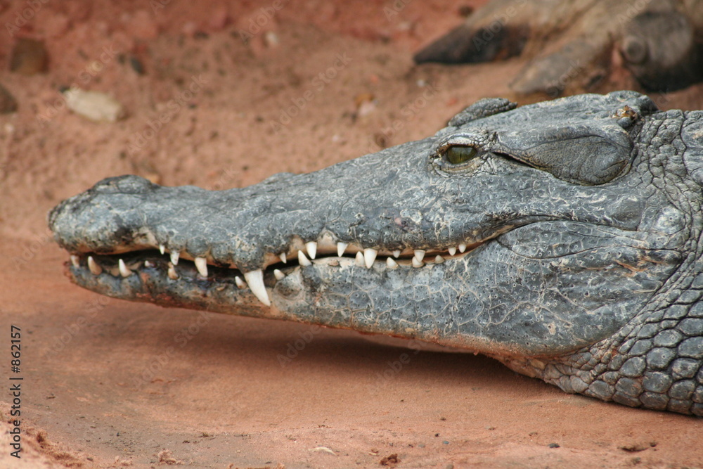 Obraz premium profil du croco