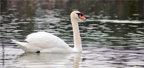 le cigne