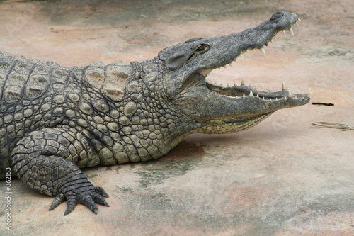 crocodile grande gueule