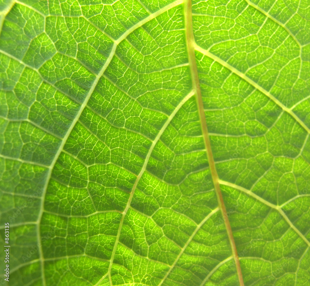 green leaf 3 green leaf 3