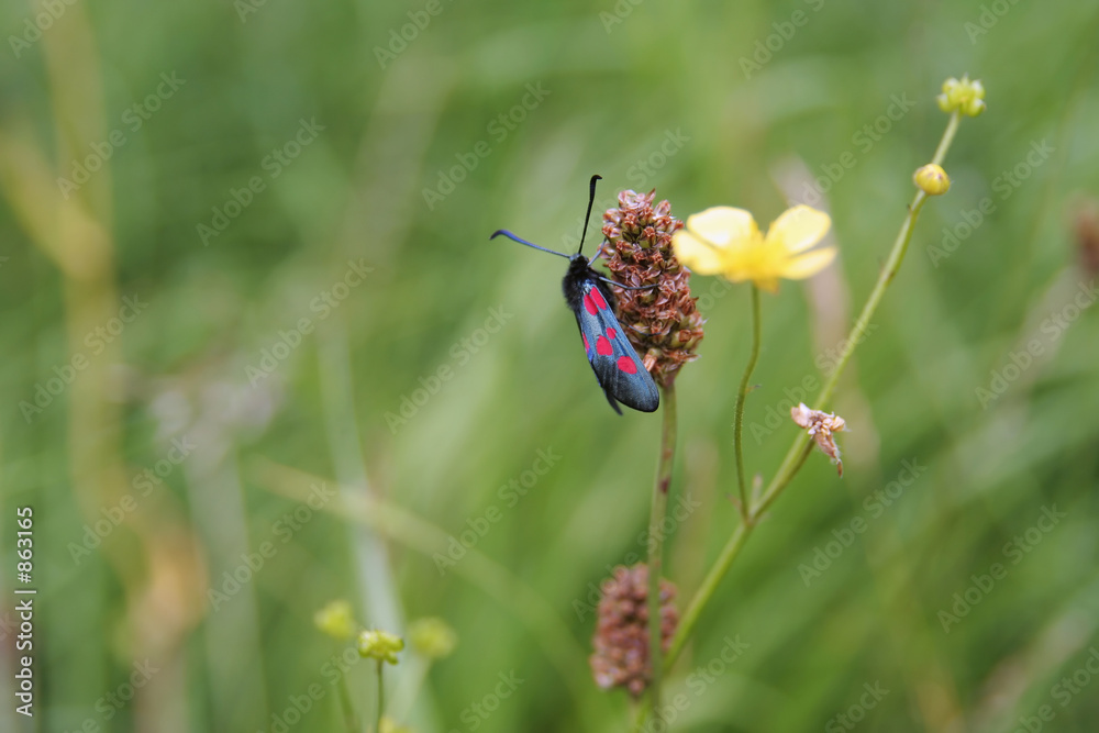 six spotted burnet moth (zygaena filipendula) six spotted burnet moth (zygaena filipendula)