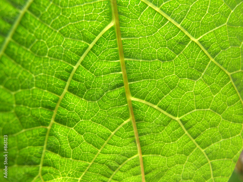 green leaf 2