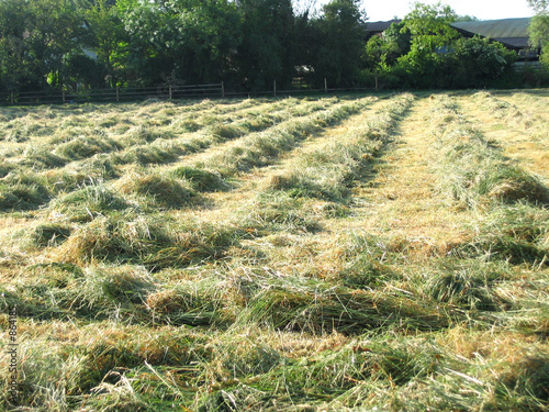 freshly cut hay