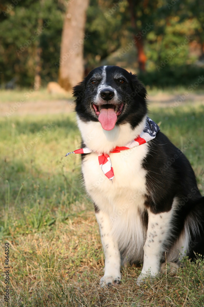 dog with usa flag bandanna