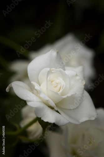 early spring rose