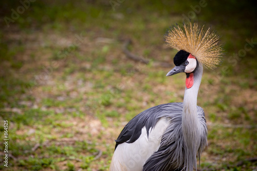 african grey crowned crane