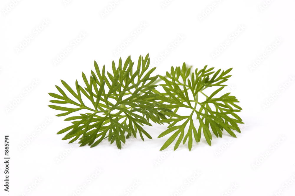 green dill. macro green dill. macro