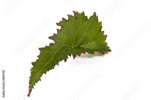 begonia. leaf. houseplant