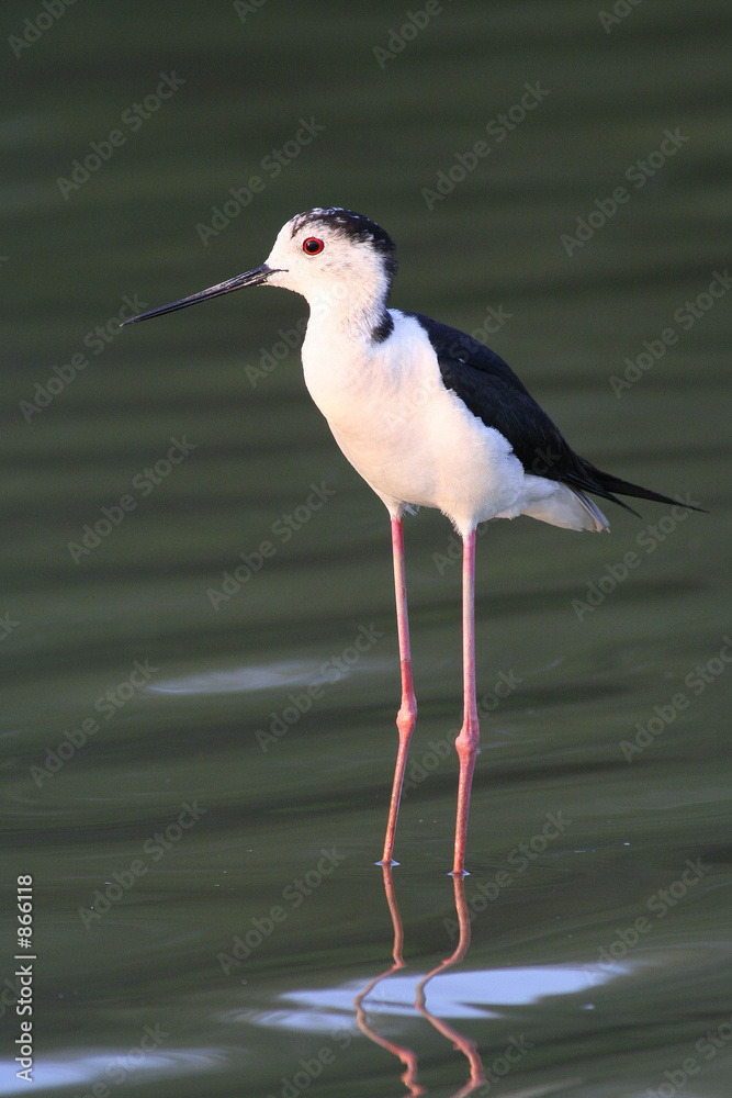 Obraz premium echasse blanche, himantopus himantopus