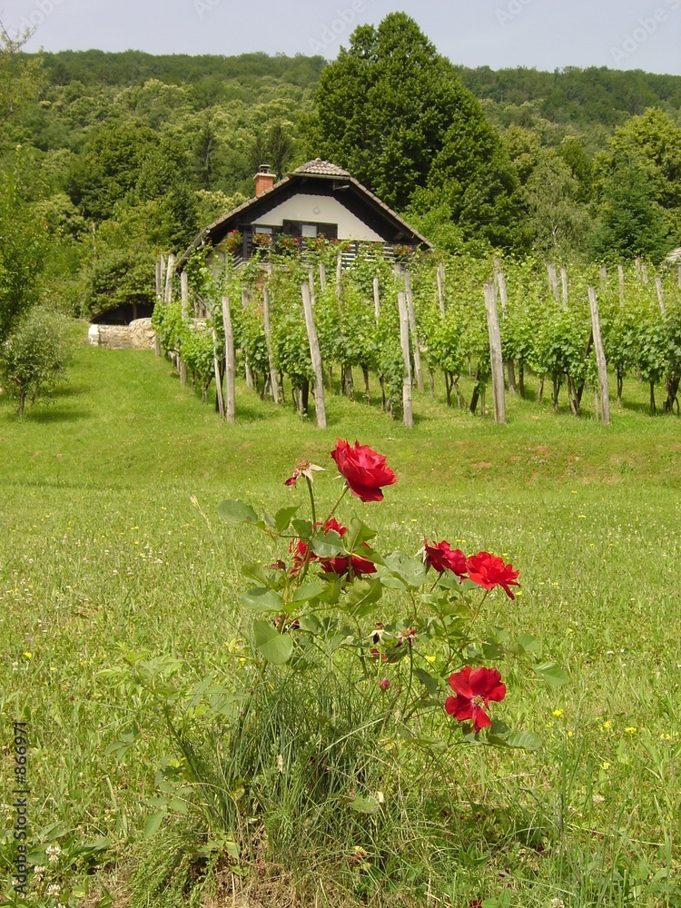 Canvas Print vignoble slovene