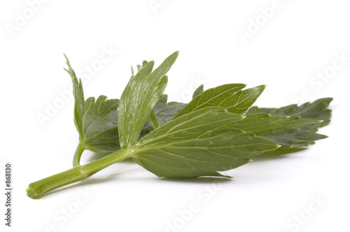 loveage leaf. herbs