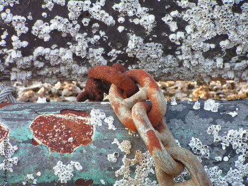 barnacles and chain