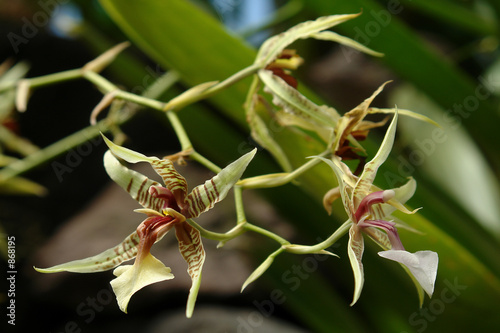 the orchid