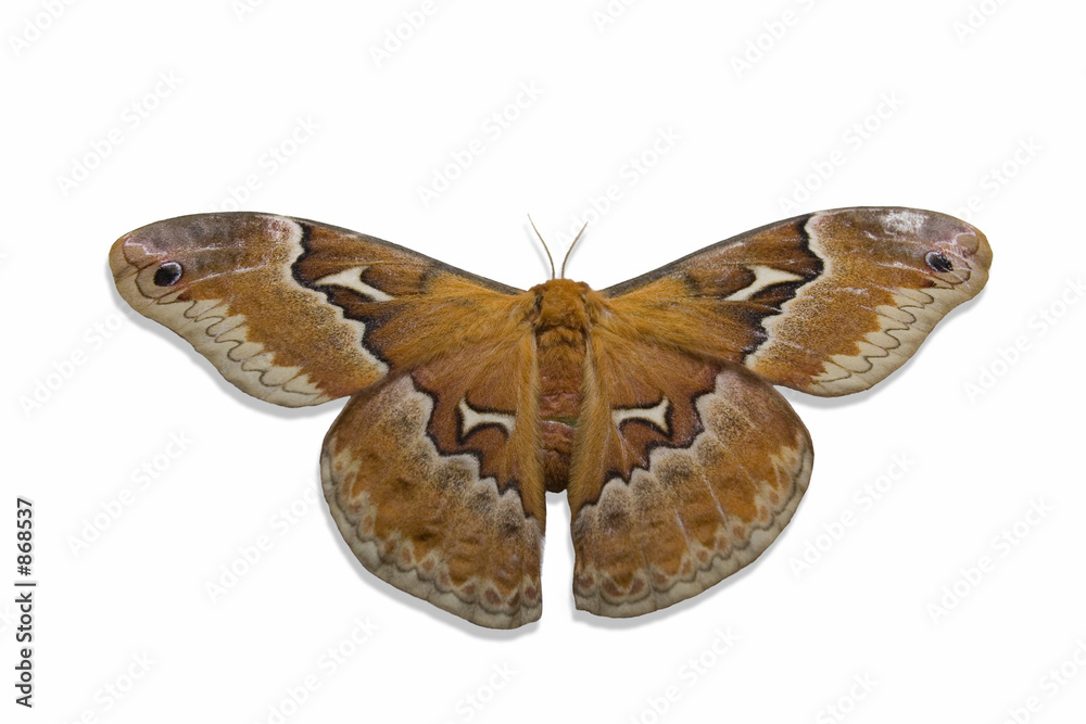 Fototapeta premium isolated moth