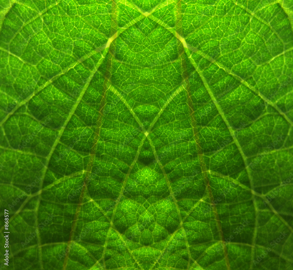green leaf texture 2 green leaf texture 2