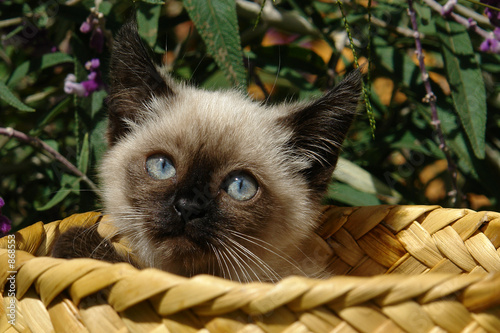 siamese kitten