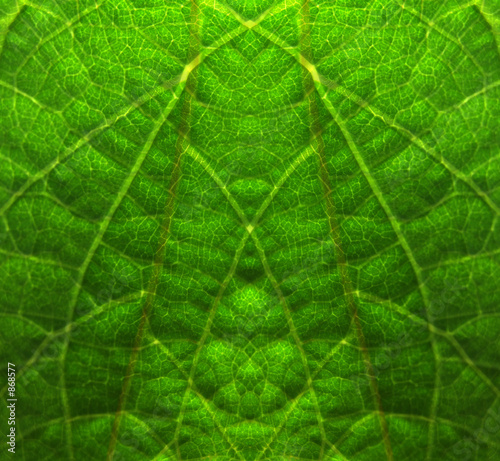 green leaf texture 2