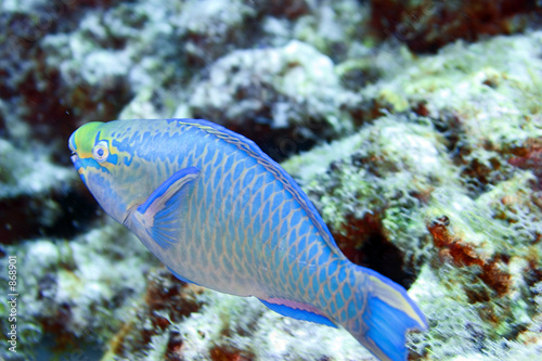 parrot fish