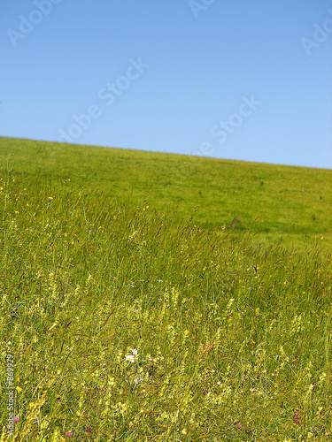 meadow and hills