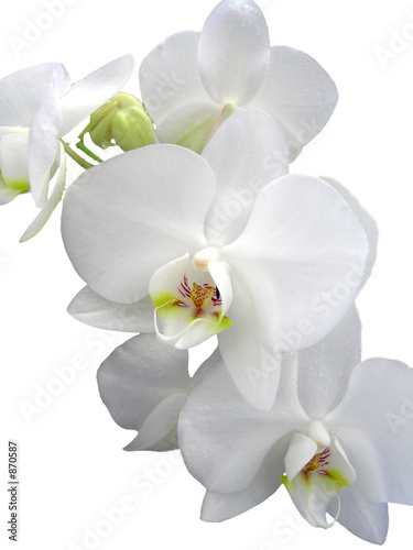 Fototapeta Naklejka Na Ścianę i Meble -  orchide