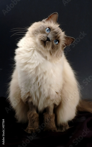 curious ragdoll cat on a black background