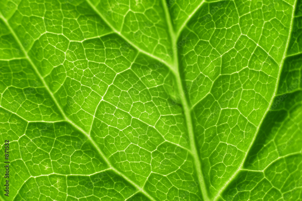 green leaf structure green leaf structure