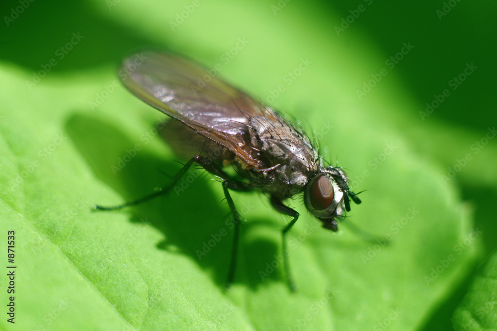 an ugly fly an ugly fly