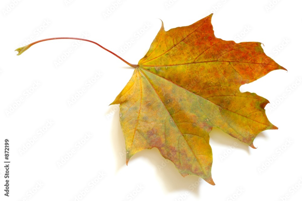 leaf leaf