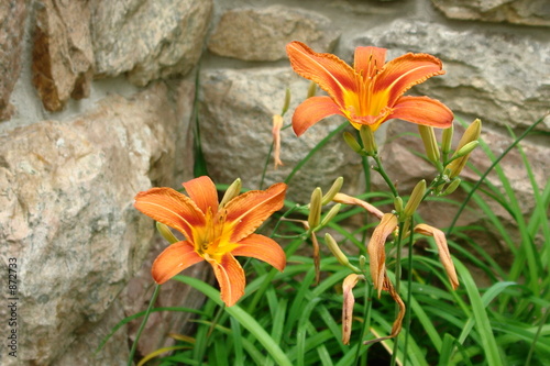 orange lillies