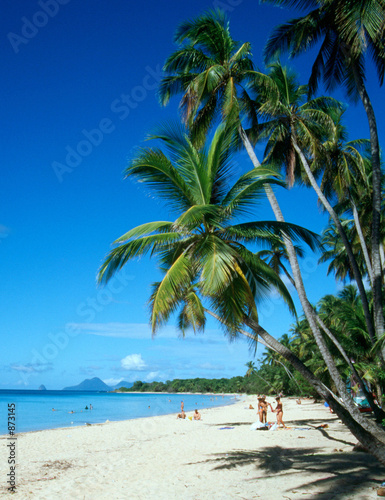 Fototapeta Naklejka Na Ścianę i Meble -  palm trees on martinique beach