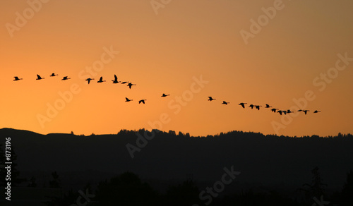 birds migratting © cphoto