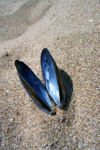 mussel shell on the sand