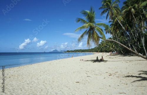 palm trees on martinique beach