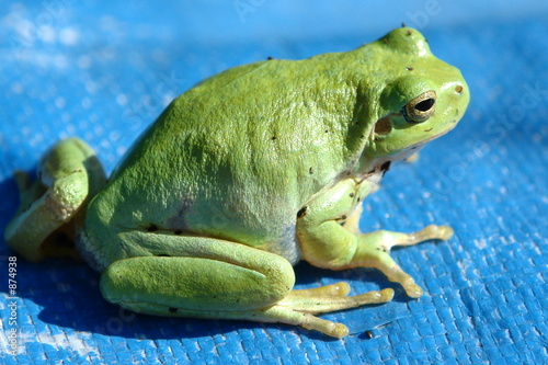 korallenfingerlaubfrosch photo