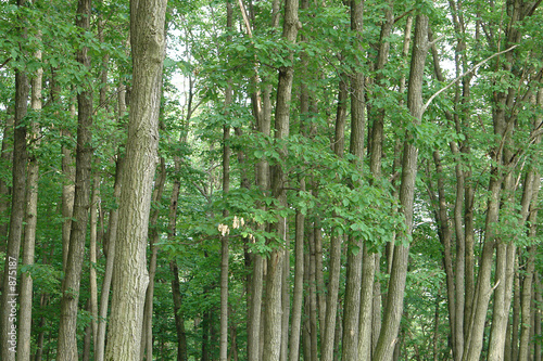 woods