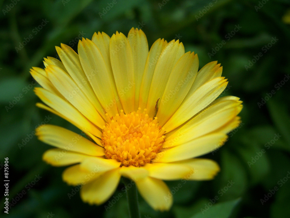 flower flower