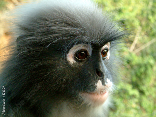 singe, thailande