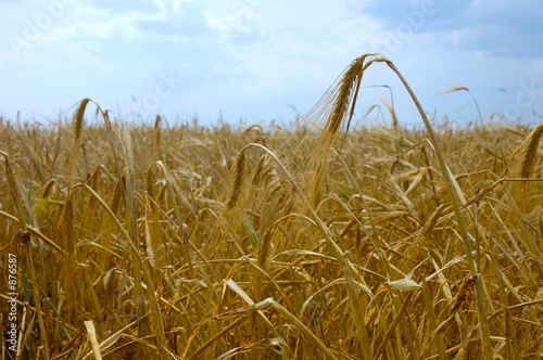 Φωτογραφία wheat field