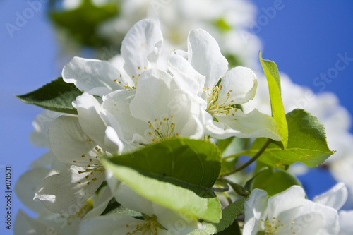malus silvestris 2